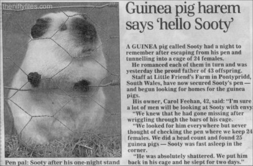 Sooty escapes from his pen and romances the ladies