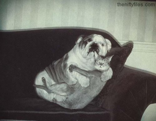 Cat and Dog Cuddling