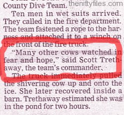 The Cows Watched On In Fear and Hope