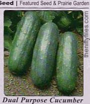 Dual Purpose Cucumbers