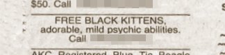 Free Black Kittens. Adorable, mild psychic abilities.